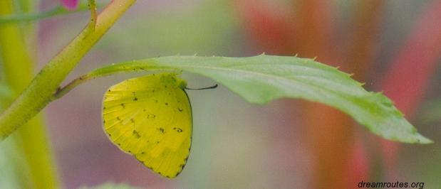 ../images/bflies/commongrassyellow.jpg