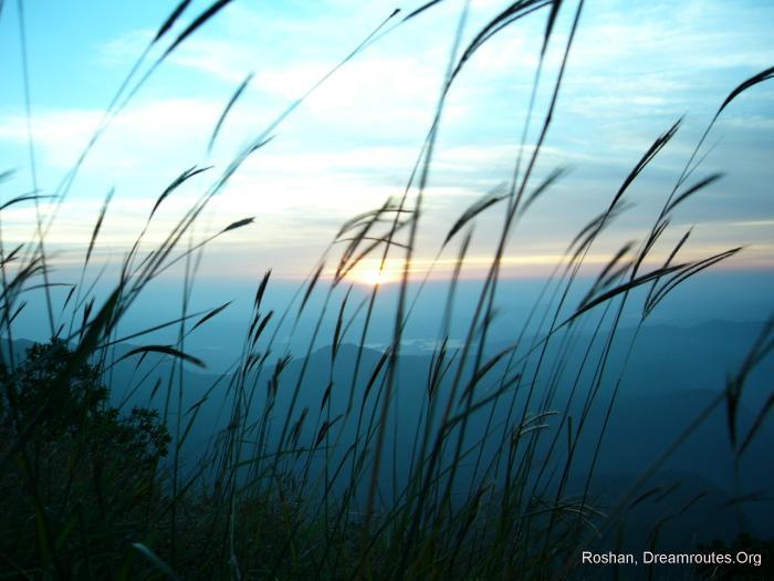 ../images/gallery/contrib/sunrisegrass1PLV.jpg