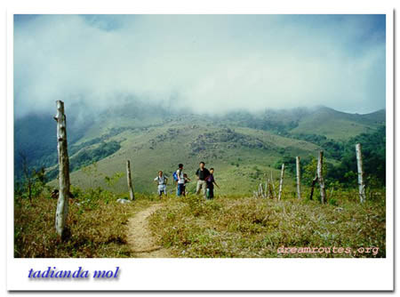tadianda mol