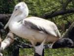 Saving the Pelican with Peoples Participation